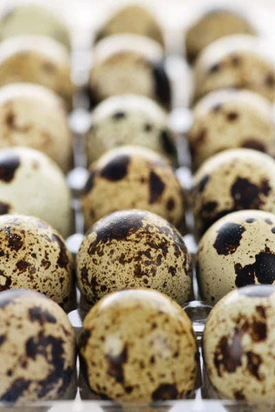 Ovos de codorna — Fotografia de Stock