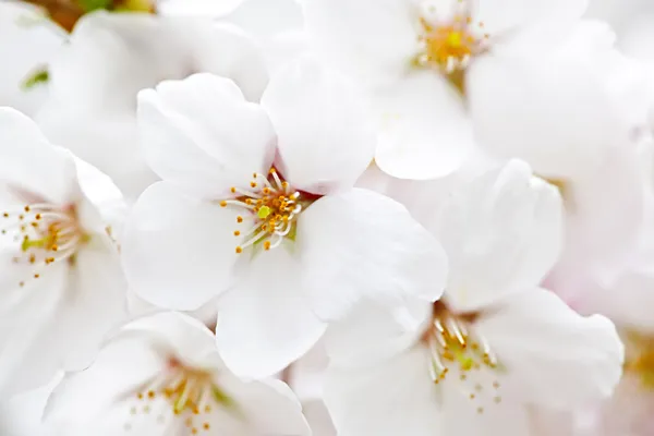 Jabloňové květy — Stock fotografie