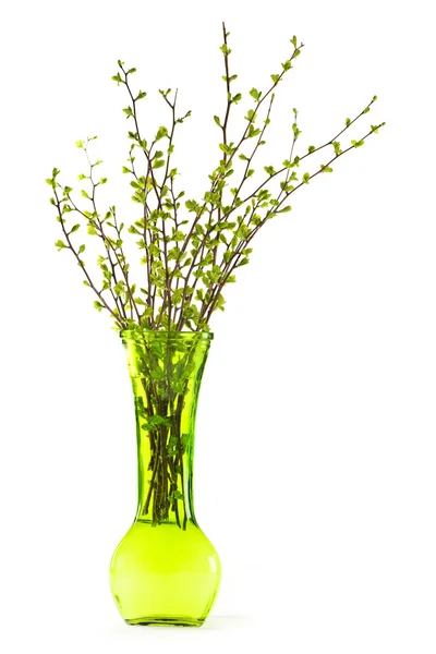 Vase of branches with green spring leaves — Stock Photo, Image