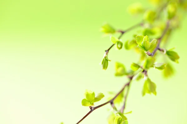 Větve s jarní zelené listy — Stock fotografie