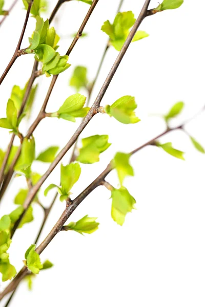 Větve s jarní zelené listy — Stock fotografie