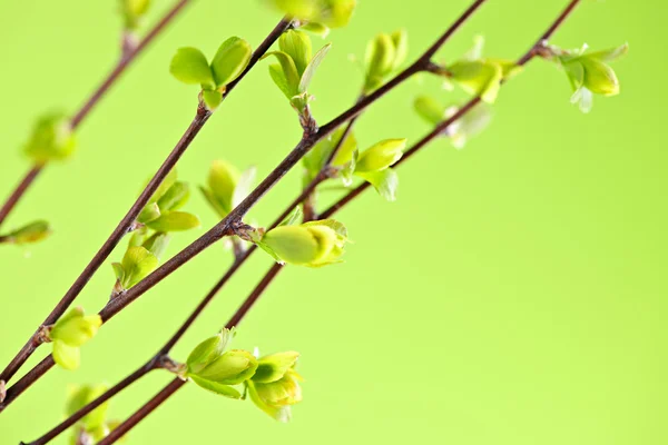 Zweige mit grünen Frühlingsblättern — Stockfoto