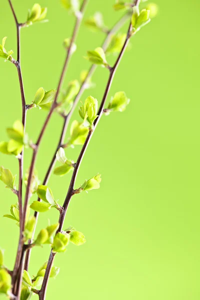 Zweige mit grünen Frühlingsblättern — Stockfoto
