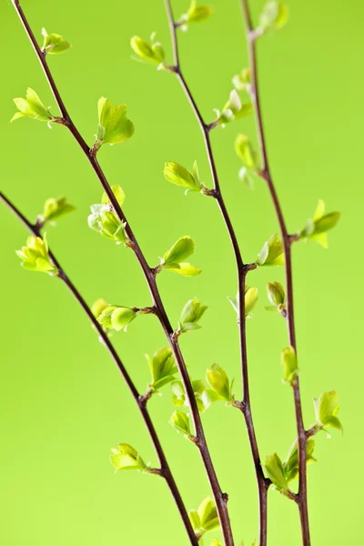绿色春天的分行叶 — 图库照片