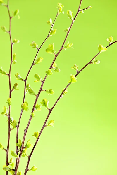 Branches with green spring leaves — Stock Photo, Image