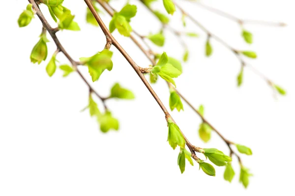 Branches with green spring leaves — Stock Photo, Image