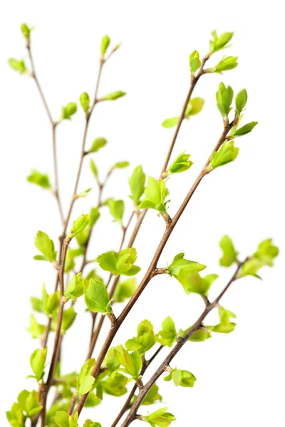 Ramos com folhas verdes da mola — Fotografia de Stock