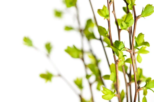 녹색 봄 분 지 단풍 — 스톡 사진