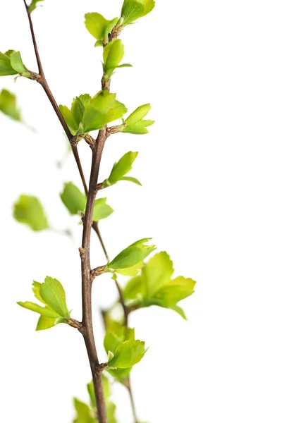 Ramos com folhas verdes da mola — Fotografia de Stock