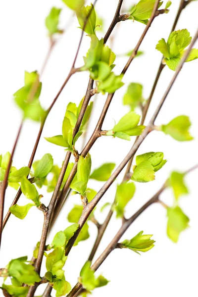 Yeşil bahar dalları bırakır — Stok fotoğraf