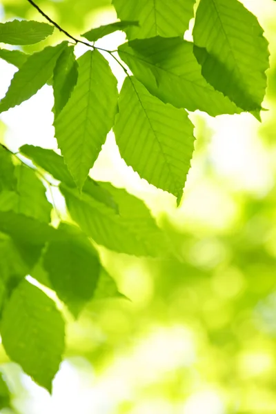 Φύλλα πράσινο άνοιξη — Φωτογραφία Αρχείου