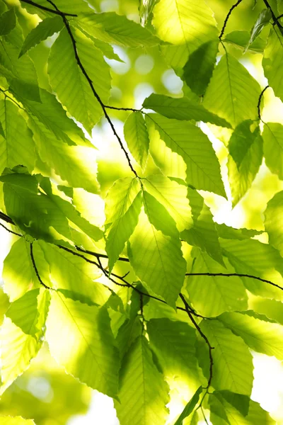 Zöld tavaszi levelek — Stock Fotó