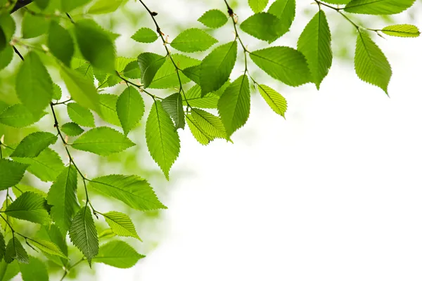 Green spring leaves on white background — Stock Photo, Image