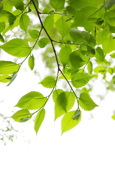Folhas de primavera verde no fundo branco — Fotografia de Stock