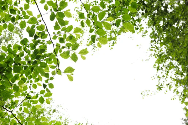 Zöld tavaszi levelek, a fehér háttér — Stock Fotó