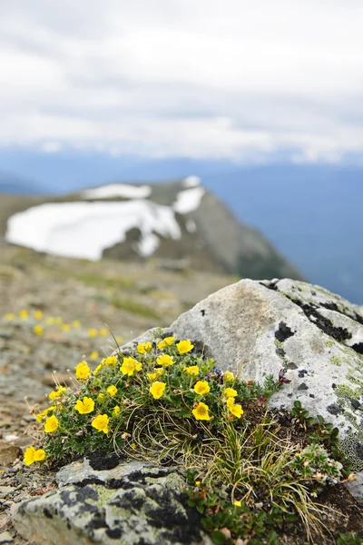 Alpine weide in het nationaal park jasper — Stockfoto