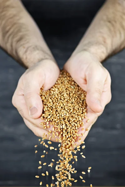 Руки наливают зерно — стоковое фото