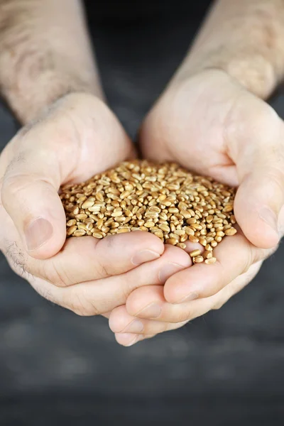 Руки держат зерно — стоковое фото