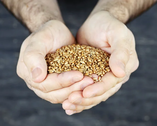 Руки держат зерно — стоковое фото