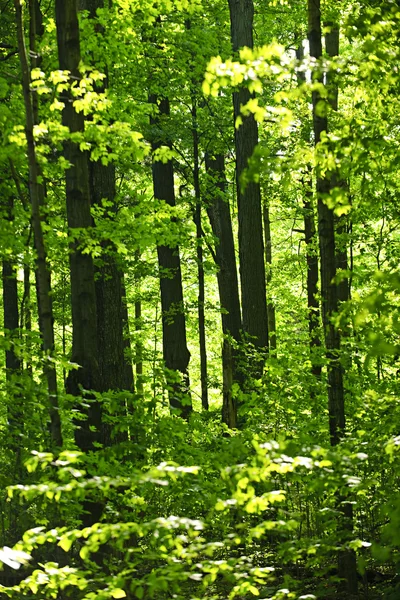 Groene lente bos — Stockfoto