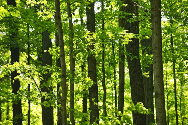Bosque de primavera verde —  Fotos de Stock