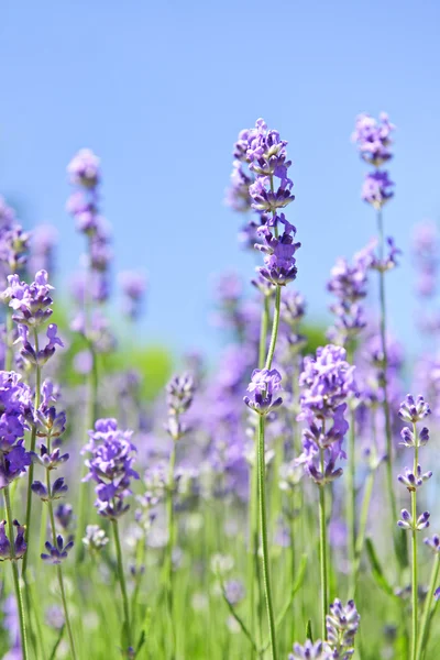 Lavendel bloeien in een tuin — Stockfoto