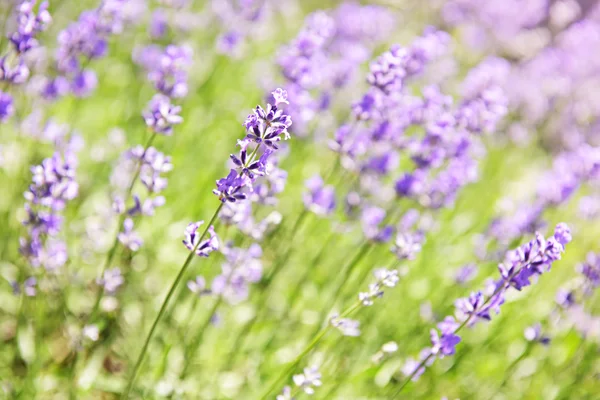 Lavendel blommar i en trädgård — Stockfoto