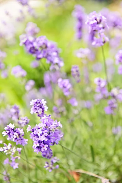 Lavender blooming in a garden — Stock Photo, Image