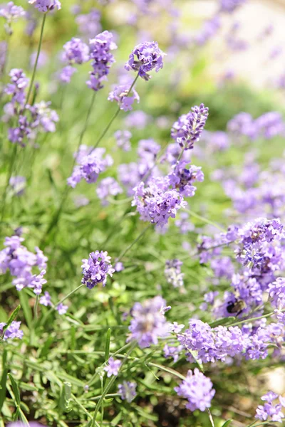 Lavendel blommar i en trädgård — Stockfoto