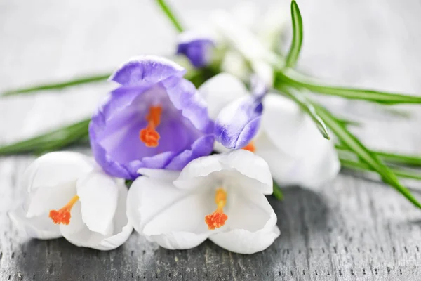 Flores de croco de primavera — Fotografia de Stock