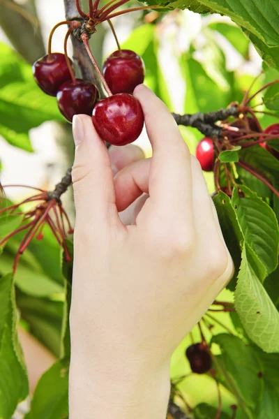 Hand picking cherries — Stock Photo, Image