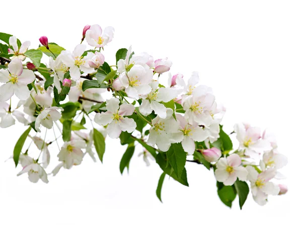 Rama floreciente del manzano —  Fotos de Stock