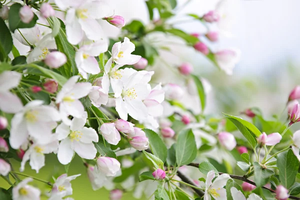 Manzano en flor —  Fotos de Stock