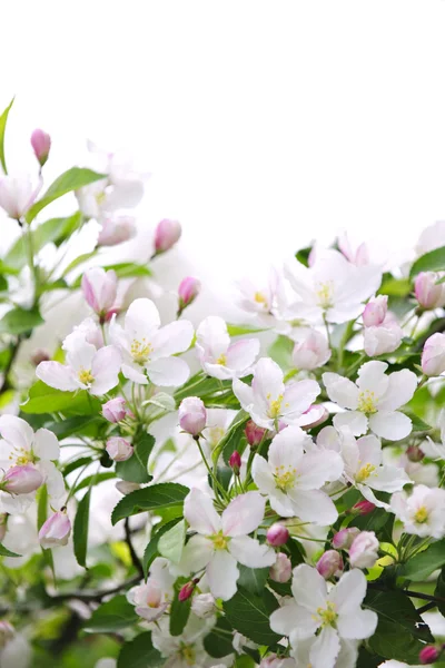 Apfelblüten im Hintergrund — Stockfoto
