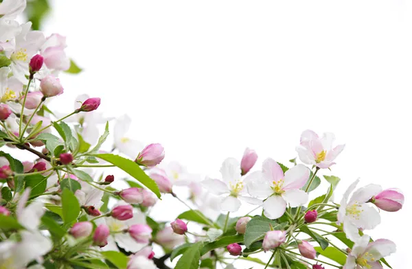 Apple květy pozadí — Stock fotografie