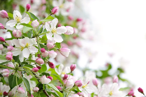 Apple květy pozadí — Stock fotografie