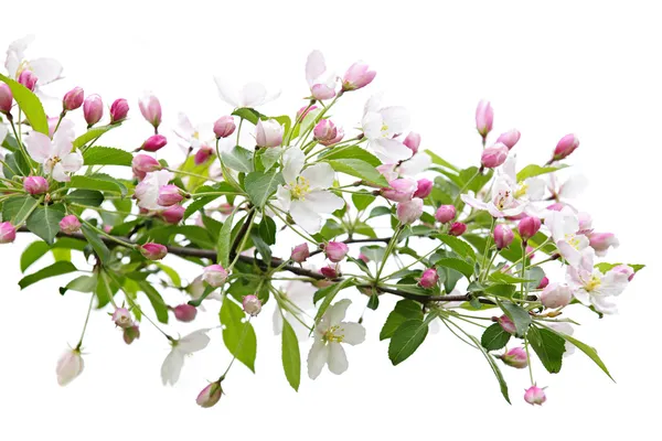 Blooming apple tree branch — Stock Photo, Image
