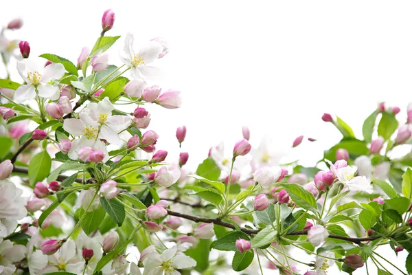 Apple kwiaty — Zdjęcie stockowe