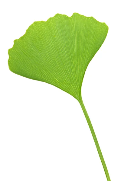 Ginkgo biloba yaprağı — Stok fotoğraf