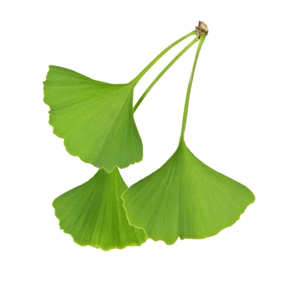 Листья гинкго билоба — стоковое фото