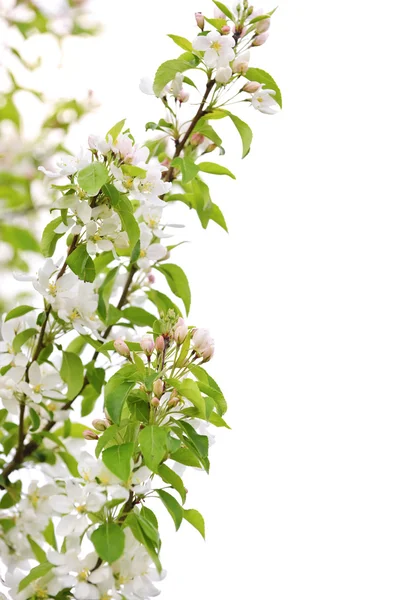 Blommande äppelträd gren — Stockfoto