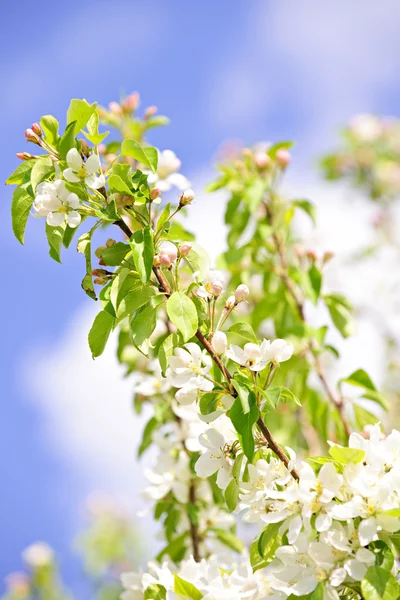 Ramas florecientes del manzano —  Fotos de Stock