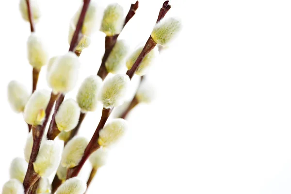 Bahar kedi willows — Stok fotoğraf