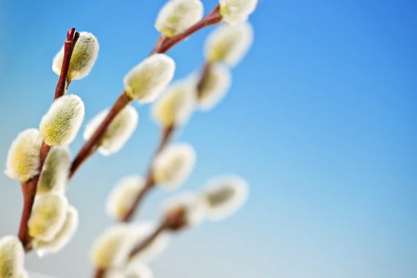 Spring pussy willows — Stock Photo, Image