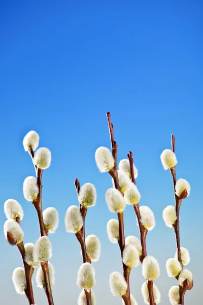 Våren fitta willows — Stockfoto