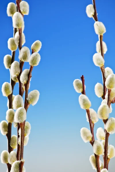 Весна кицька willows — стокове фото