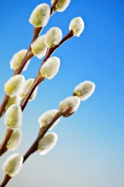 Primavera FIGA salici — Foto Stock
