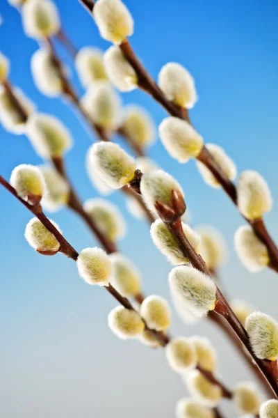 春天的猫柳树 — 图库照片