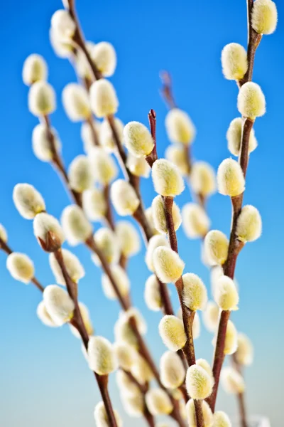 Tavaszi punci willows — Stock Fotó