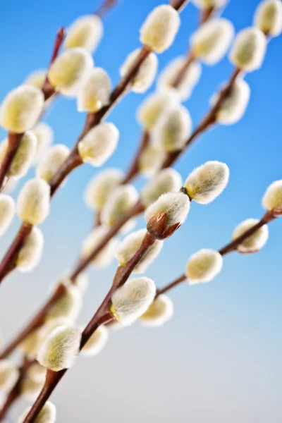 春天的猫柳树 — 图库照片